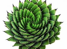 ALOE POLYPHYLLA uchodzi za perłę wśród aloesów. Rośnie bardzo powoli, a jego liście układają się w skręconą spiralnie, niską rozetę. Egzemplarz widoczny na zdjęciu jest wyjątkowo okazały, ma kilkanaście lat. ALOE POLYPHYLLA uchodzi za perłę wśród aloesów. Rośnie bardzo powoli, a jego liście układają się w skręconą spiralnie, niską rozetę. Egzemplarz widoczny na zdjęciu jest wyjątkowo okazały, ma kilkanaście lat.