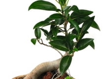 Drzewka bonsai powinny być stale przycinane, w przeciwnym razie stracą miniaturową formę