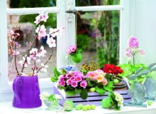 pierwiosnek bezłodygowy ma mnóstwo mieszańcowych odmian, w powstaniu których brały także udział pierwiosnek lekarski i wyniosły. Tu w kompozycji zestawiono kilka z nich. pierwiosnek bezłodygowy ma mnóstwo mieszańcowych odmian, w powstaniu których brały także udział pierwiosnek lekarski i wyniosły. Tu w kompozycji zestawiono kilka z nich.