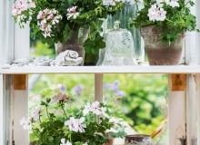 Pelargonie bluszczolistne mają liście podobne do bluszczu - stąd ich nazwa. Ale wzrok przyciągają kwiaty o nieco wydłużonych płatkach. Pelargonie bluszczolistne mają liście podobne do bluszczu - stąd ich nazwa. Ale wzrok przyciągają kwiaty o nieco wydłużonych płatkach.