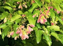 Klon tatarski (Acer tatricum) jest świetny na niewielkie działki Klon tatarski (Acer tatricum) jest świetny na niewielkie działki