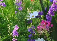 Kwiaty jednoroczne. Na rabacie angielskiej rosną swobodnie posadzone kosmosy, kleome ciernista i ostróżeczka polna Kwiaty jednoroczne. Na rabacie angielskiej rosną swobodnie posadzone kosmosy, kleome ciernista i ostróżeczka polna