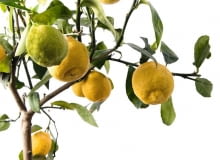 CYTRYNĘ dobrze jest wystawić na całe lato na balkon lub do ogrodu. CYTRYNĘ dobrze jest wystawić na całe lato na balkon lub do ogrodu.