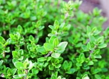 Tymianek słabo zimuje, więc uprawia się go jeden sezon. Pędy ścinamy przed kwitnieniem.