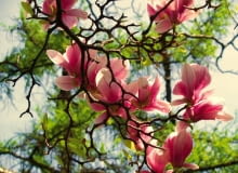 Magnolia zakwita wczesną wiosną - przed rozwojem liści