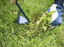 TRAWNIK ODCHWASZCZANIE FOT. KATARZYNA DYRSKA PUBLIKACJA KWIETNIK NR 4 (160) - 4 2008 PUBLIKACJA LADNY DOM NUMER SPECJALNY - OGROD 1/2011 - 4 2011 SLOWA KLUCZOWE: ROSLINY OGRODNICTWO ZDJĘCIE DO WKŁADKI: PUBLIKACJA KWIETNIK NR 4 (160) - CZASOPISMA