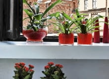 Barwne podłoże w szklanych osłonkach powinno harmonizować z odcieniem kwiatów (na zdjęciu kalanchoe i guzmania) oraz wystrojem mieszkania. WNETRZA ROSLINY GUZMANIA , KALANCHOE PODLOZE ZEL STYLIZACJA MALGORZATA KALENIK FOT. KRZYSZTOF ZASUWIK PUBLIKACJA CZTERY KATY NR 11 (181) - 11.2006 SLOWA KLUCZOWE: ROSLINY WNETRZA