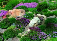 Macierzanki (Thymus) występują w różnych odmianach. Na skalniaku przeznaczamy dla nich słoneczne miejsce.