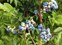 Zbyt gęsto rosnące borówki mogą słabiej owocować.