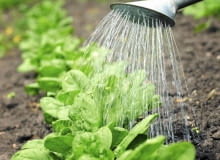 Szpinak wysiewa się w rzędach oddalonych o 20 cm, a rośliny przerywa co 7 cm. Należy je podlewać, odchwaszczać i spulchniać ziemię. Szpinak wysiewa się w rzędach oddalonych o 20 cm, a rośliny przerywa co 7 cm. Należy je podlewać, odchwaszczać i spulchniać ziemię.