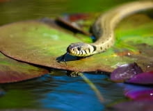 Zaskroniec jest doskonałym pływakiem - pływa z głową uniesioną nad powierzchnią. Potrafi także nieźle nurkować.