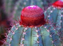 Melokaktusy z wiekiem tworzą cefalium - narośl przypominającą czapeczkę. Melokaktusy z wiekiem tworzą cefalium - narośl przypominającą czapeczkę.