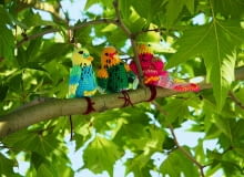 KOLOROWE WŁÓCZKOWE PAPUGI mogą przysiąść na gałęziach drzew również w naszym ogrodzie. KOLOROWE WŁÓCZKOWE PAPUGI mogą przysiąść na gałęziach drzew również w naszym ogrodzie.