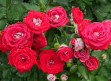 Róża 'Schone koblenzerin' Róża 'Schone koblenzerin'