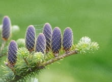 OLSZTYN OGROD PRYWATNY PROJEKT BERNARD NIEZGODA JODLA KOREANSKA ABIES KOREANA SZYSZKA FOT. PAWEL SLOMCZYNSKI / AGENCJA GAZETA SLAJD MALY PUBLIKACJA KWIETNIK NR 12 (132) - 12.2005 PUBLIKACJA OGRODY NR 12 (104) - 12 2007