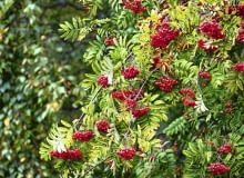 JARZĄB 'FLANROCK' tworzy ciemnożółte owoce. Rośnie w formie wąskiej kolumny o wysokości do 5 m.OWOCE TYPOWEGO JARZĘBU są ciemno-pomarańczowe, świetne na przetwory. JARZĄB 'FLANROCK' tworzy ciemnożółte owoce. Rośnie w formie wąskiej kolumny o wysokości do 5 m.OWOCE TYPOWEGO JARZĘBU są ciemno-pomarańczowe, świetne na przetwory.