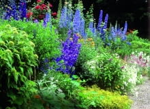 Mixed herbaceous border