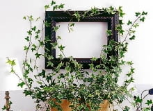 WNETRZE ROSLINY BLUSZCZ FOT. AGNIESZKA ZELAZKO PUBLIKACJA CZTERY KATY NR 5 (151) - 5.2004