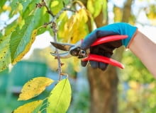 przycinanie czereśni przycinanie czereśni