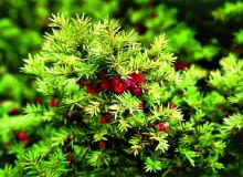 Czerwone owoce cisa CIS POSPOLITY TAXUS BACCATA ODMIANA DOVASTONII AUREA KRZEW IGLASTY FOT. PAWEL SLOMCZYNSKI / AGENCJA GAZETA SLAJD MALY PUBLIKACJA OGRODY NR 2 (70) - 2.2005 PUBLIKACJA OGRODY NR 8 (136) - 8 2010