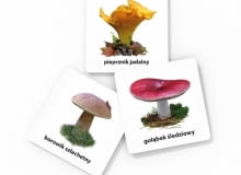 Gra edukacyjna grzyby Gra edukacyjna grzyby