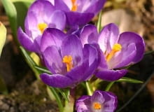 22.04.2003 MAZURY , GALKOWO , GMINA UKTA , STADNINA KONI FERENSTEINOW , KNAJPA U TARGOWICZAN , WIOSENNE KWIATY , KROKUSY