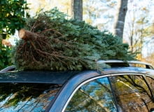 Choinka cięta Choinka cięta