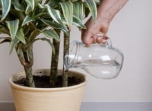 Nawozy płynne rozpuszczamy w wodzie, aby uzyskac roztwór zalecany przez producenta. Trzymajmy sie terminów nawożenia i zalecanych dawek.