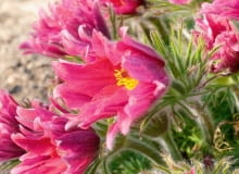 Rozchylające się pąki odmiany 'Papageno' ukazują liczne strzępiaste płatki.