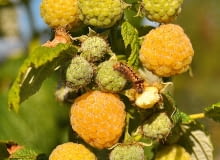 Malina 'Poranna Rosa'. Malina 'Poranna Rosa'.