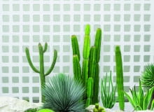 Najpiękniejsze kaktusy