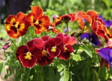 Bratek ogrodowy (Viola Wittrockiana) Bratek ogrodowy (Viola Wittrockiana)