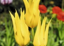 Tulipany liliokształtne 'West point' Żółty tulipan Tulip, tulipan, Tulpe, tulipe, Lily-flowered Group, Gruppe mit lila-Blueten, Grupa Liliokszta?tne SLOWA KLUCZOWE: Tulpe, Tulipe, Tulip, Tulipan Lily-flowered Group, Gruppe mit lila-Blueten Grupa Liliokszta?tne Tulipa West Point