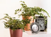 15.11.2006 WARSZAWA DLA KWIETNIK ROSLINA DONICZKOWA ROSLINY DONICZKOWE PAPROC PAPROTKA PAPROCIE NZ CIEMNOTKA OKRAGLOLISTNA PELLAEA ROTUNDIFOLIA STYLISTKA: ANETA KOSIBA FOT. LUKASZ ZANDECKI / AGENCJA GAZETA PUBLIKACJA KWIETNIK NR 2 (146) - 2 2007 SLOWA KLUCZOWE: ROSLINY