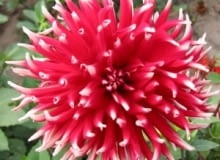 Dalia 'Bocola' ma blisko metrowej długości pędy. Są one sztywne i nie wymagają podpierania. Kwiaty mają średnicę 13-15 cm; rozwijają się od lipca do późnej jesieni.