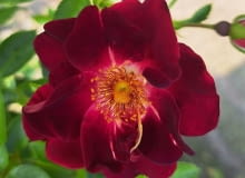 ‘Gotha 1250’ hod. Rosen Tantau 2025