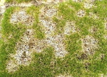 Trawnik o takim wyglądzie najlepiej przekopać, następnie poprawić jskość gleby i wysiać nasiona na nowy trawnik. ONE TIME USE ONLY DO JEDNORAZOWEGO UZYCIA TRAWNIK PLESN CHOROBA WYWOLANA PRZEZ GRZYB MONOGRAPHELLA NIVALIS FOT. MARIA PRONCZUK PUBLIKACJA OGRODY NR 3 (107) - 3 2008 SLOWA KLUCZOWE: ROSLINY CHOROBY ZDJĘCIE DO WKŁADKI: PUBLIKACJA OGRODY NR 3 (107) - CZASOPISMA