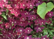 Powojnik (Clematis) 'Warszawska Nike'