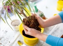 Przesadzanie Przesadzanie