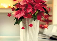 Stroiki bożonarodzeniowe. Najważniejszy jest pomysł! Czasami wystarczy kilka prostych dodatków, by zmienić poinsecję w uroczy prezent. Najważniejszy jest pomysł! Czasami wystarczy kilka prostych dodatków, by zmienić poinsecję w uroczy prezent.