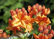 Azalia 'Fasching' ma wzniesiony, zwarty pokrój. Dorasta do metra wysokości i szerokości. Jej kwiaty dzięki fryzowanym brzegom płatków wydają się duże i pełne 12.05.2009 PISARZOWICE SZKOLKA KRZEWOW OZDOBNYCH - EUGENIUSZ PUDELEK N/Z AZALIA " FASCHING " FOT. MICHAL MUTOR / AGENCJA GAZETA