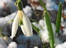 KWIATY ŚNIEŻYCZEK zamykają się, kiedy powraca mróz, a także na noc i przy pochmurnej pogodzie. Chłód znacznie przedłuża okres ich kwitnienia. KWIATY ŚNIEŻYCZEK zamykają się, kiedy powraca mróz, a także na noc i przy pochmurnej pogodzie. Chłód znacznie przedłuża okres ich kwitnienia.