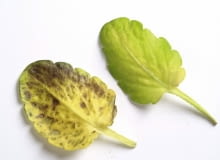 Ciemne Plamy na spodzie listka bratka. Przyczyna: mączniak rzekomy.