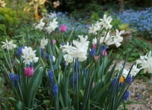 Wiosenne kwiaty cebulowe Wiosenne kwiaty cebulowe