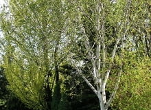 Brzoza pożyteczna (Betula utilis 'Doorenbos'). Drzewa ozdobne Brzoza pożyteczna (Betula utilis 'Doorenbos'). Drzewa ozdobne