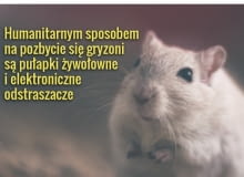 Kot to najstarsza i skuteczna metoda na myszy w domu