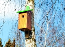 Gotowy domek najlepiej zawiesić na pniu lub słupku w pobliżu krzewów, które w razie potrzeby będą też dobrą kryjówką. Gotowy domek najlepiej zawiesić na pniu lub słupku w pobliżu krzewów, które w razie potrzeby będą też dobrą kryjówką.