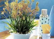 Anigozanthos flavidus