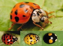 Biedronki azjatyckie