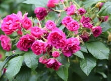 Róża goździkowa ‘F.J.Grootendorst’